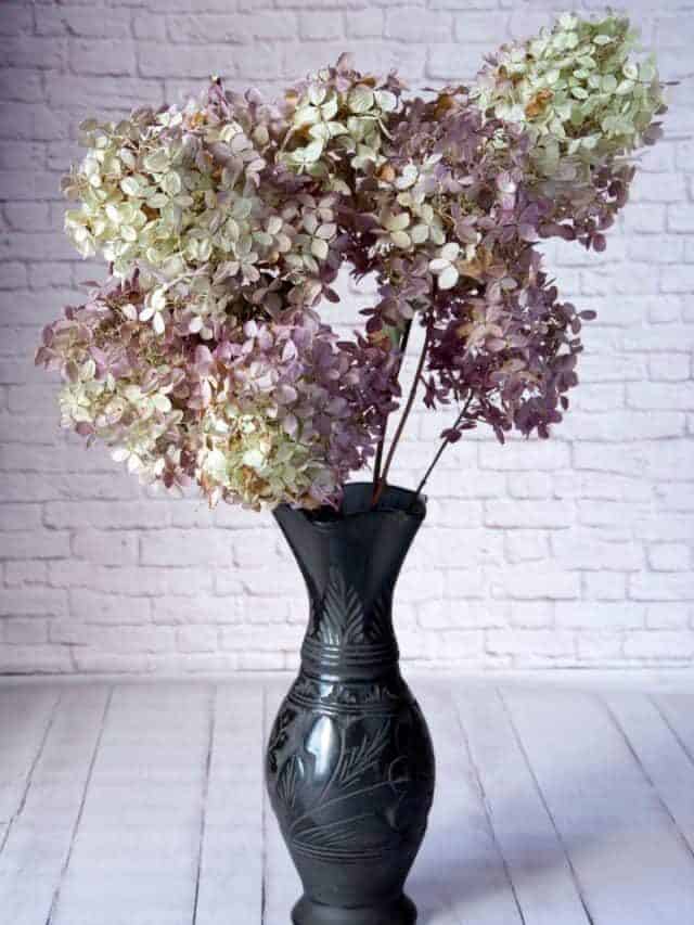BEST WAY TO DRY HYDRANGEAS FOR BEAUTIFUL COLOR Story